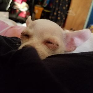 Meet your Posher, Alexus